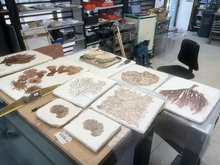 Impression UV de fossiles marins sur plaques de plâtre texturées pour exposition artistique à Paris
